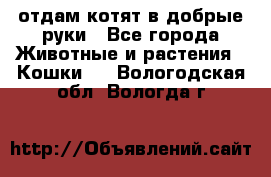 отдам котят в добрые руки - Все города Животные и растения » Кошки   . Вологодская обл.,Вологда г.